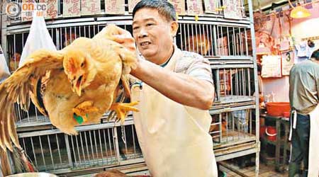 香港<br>九龍城街市雞販徒手捉雞磅重。（霍力誥攝）