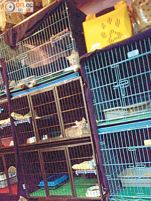 新蒲崗工廠大廈有人經營無牌寵物店，數百呎的單位擺放逾二十個貓籠。