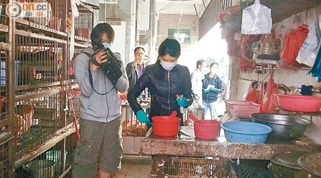 深圳當局曾抽查當地雞隻血液樣本化驗，沒發現H7N9病毒。（資料圖片）