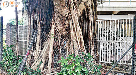 保護榕樹的鐵絲網嚴重損毀，鐵枝亦已嚴重扭曲。