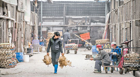 商販在廣州白雲區百興三鳥批發市場繼續徒手買賣活雞。（中新社圖片）