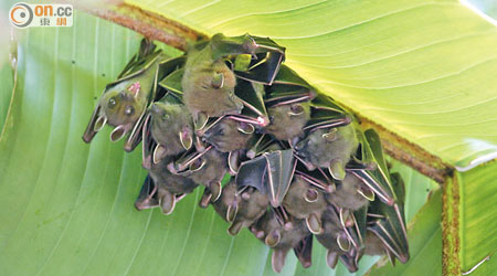 蝙蝠「倒吊」在旅人蕉樹葉底休息。