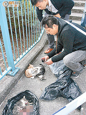 山塘新村路邊發現幼貓屍體，警方到場調查。（許錦雄攝）