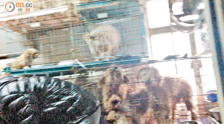 「動物警察」拍下大埔一寵物店內情況。（讀者提供）