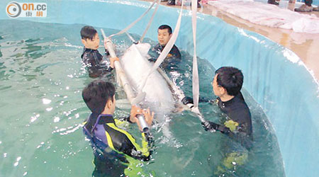 中山大學指珠江口大部分中華白海豚樣本均發現含大量農藥及重金屬等污染物。