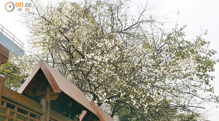 大埔太和農墟種植的多棵梅花近日綻放。（何耀其攝）