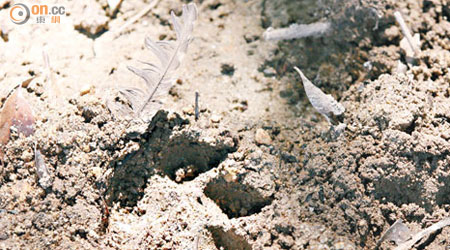 行山人士在沙螺洞溪旁發現的動物腳印。（林明強攝）