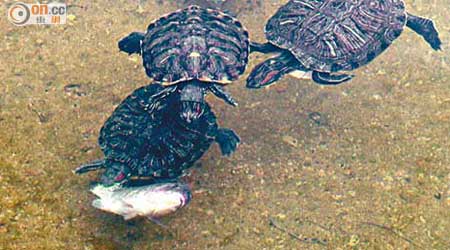 有市民日前發現柴灣公園人工湖內有龜隻啄食死魚，令人不安。