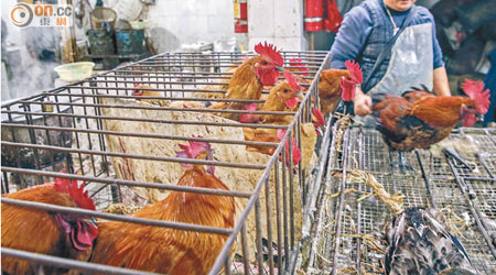 禽流感肆虐內地多個地區，重慶一處活禽市場仍開放。