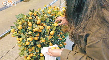 現時仍有市民會摘取盆栽年桔食用或醃製。（設計圖片）