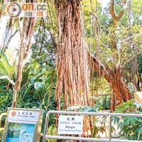 多棵在九龍公園內的細葉榕因患褐根病，掛上「危險」警告牌。