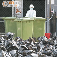 長沙灣臨時家禽批發市場約二萬隻活雞遭撲殺。