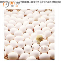 阿榮購買的受精雞蛋來自浙江。