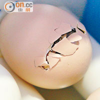 DIY孵蛋過程連環圖<br>孵化約廿二日後，雞仔開始啄開蛋殼。