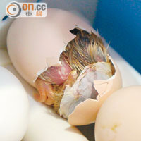 雞仔用力踢開蛋殼，蛋殼隨即破開。