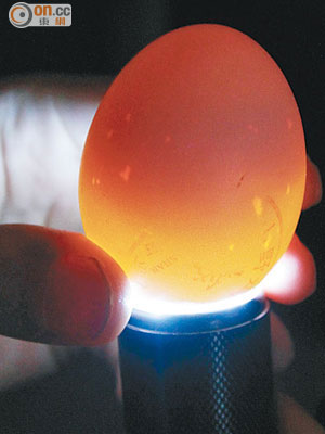 阿榮不時照蛋以確認雞胚胎的發育情況，圖為受精雞蛋孵化十八日時的情況。