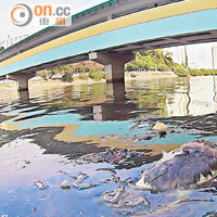 除有大量垃圾於屯門河外，腐爛的動物屍體亦隨水漂浮。