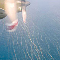 新加坡空軍飛機發現的海上油污帶。（互聯網圖片）