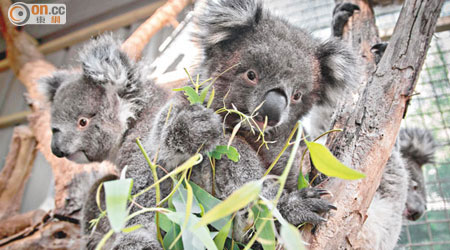 來自南澳首批三雌一雄的樹熊，將於今年八月抵港。
