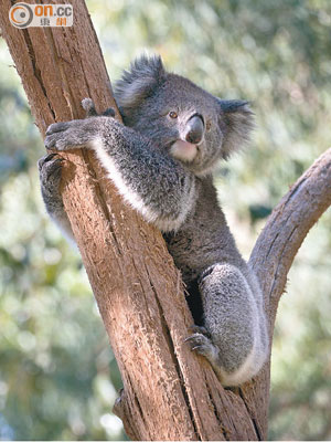 樹熊吃喝拉睡都在尤加利樹上，交配也不例外。