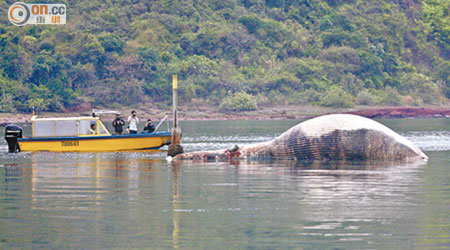 逾十米長鯨屍擱淺在紅石門海面。（曾志恒攝）