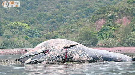 巨鯨於紅石門擱淺死亡。