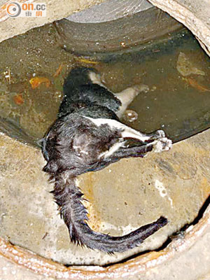 流浪貓被發現倒斃於沙井內，尾部曾被鐵蓋夾着。（讀者提供）