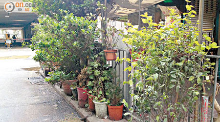 元州邨有市民佔用公共空間栽種私人盆栽，影響邨內環境衞生。