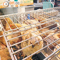 新界農場活雞平均每隻售近二百元。