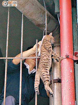 短毛貓被吊屍於一條後巷的鐵閘上。（莊杰成攝）