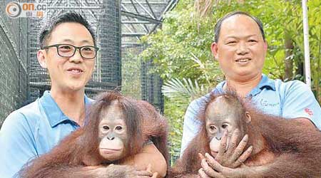 「奶爸」麥志華（左）和賴玉明（右）視小猩猩兄妹如自己子女。（政府新聞處）