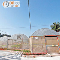 水耕菜場以巨網罩住，嚴防昆蟲及酸雨。