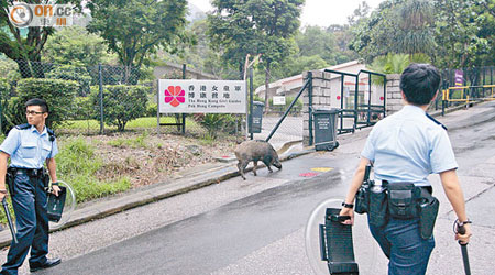 警員用警棍敲打盾牌，嘗試將野豬驅回山林。（林耀康攝）