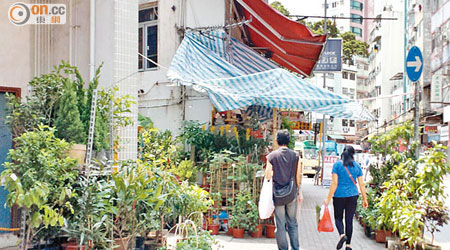大埔靖遠街有花店違例擴展營業範圍，將大量盆栽放置行人路。