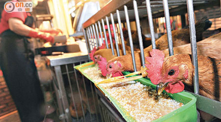 廣東及吉林各新增一宗H7N9禽流感感染個案。