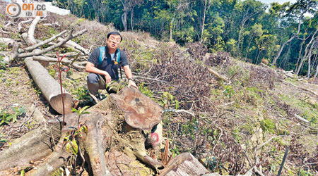 李嘉輝估計被砍掉大樹不少有幾十年樹齡。