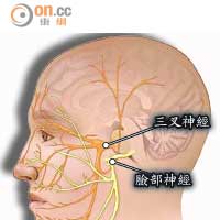 三叉神經線由眼支、上頜支和下頜支合成，支配臉部、口腔、鼻腔等感覺。