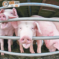 濫用抗生素餵飼雞隻或豬隻，會令食用動物感染的惡菌更抗藥。