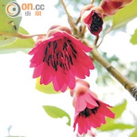 被中國列為易危物種的紅苞木。