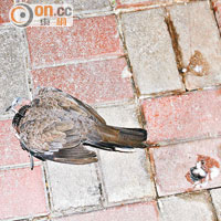 跌死的斑鳩。（吳建明攝）