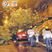紅雨夜襲<br>灣仔司徒拔道有大樹倒下，壓毀的士，幸無人受傷。