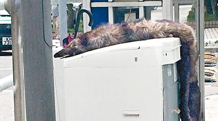 疑似狐狸屍體被放置在一個洗衣機上。（互聯網圖片）