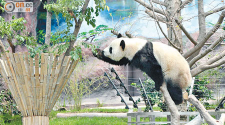 熊貓心心