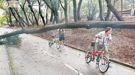 踩單車人士需下車，在塌下大樹樹幹底穿過。 （張世洋攝）