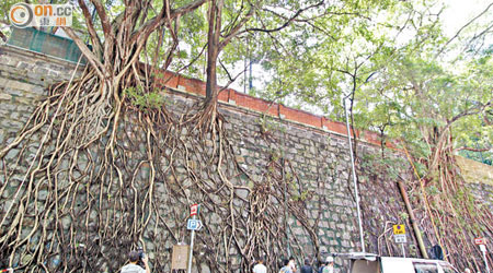 位於堅尼地城科士街的樹牆，具百年歷史，牆上長了廿六棵榕樹。（何天成攝）