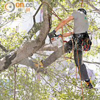詹志勇建議專家定期修剪樹牆上樹木的枯枝。
