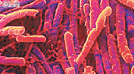 難辨梭狀芽孢桿菌可引致嚴重腸胃炎。
