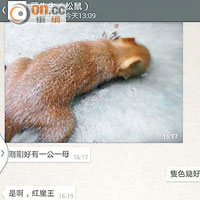 葉先生向記者表示，「紅魔王」松鼠每隻售價一千一百元，下月會缺貨。