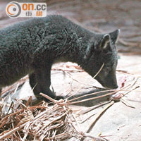 新生的港產北極狐中，一隻毛色異常漆黑，被暱稱為「黑妹」。