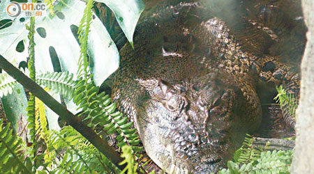 小灣鱷「貝貝」現於濕地公園生活。
